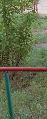 Садвокасова Диана